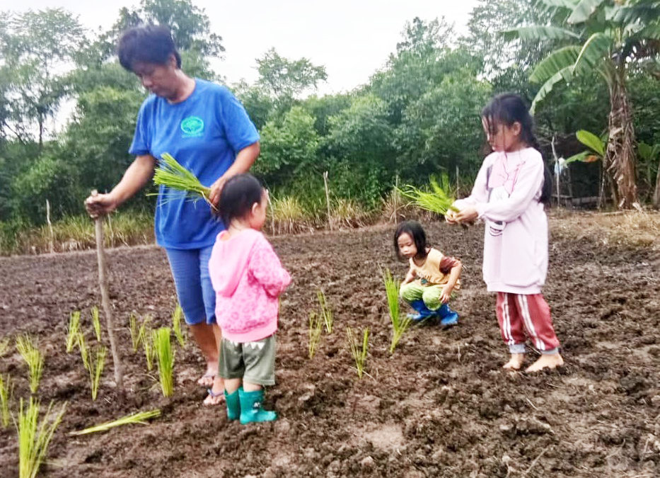 KOTA BELUD: Musim menanam padi