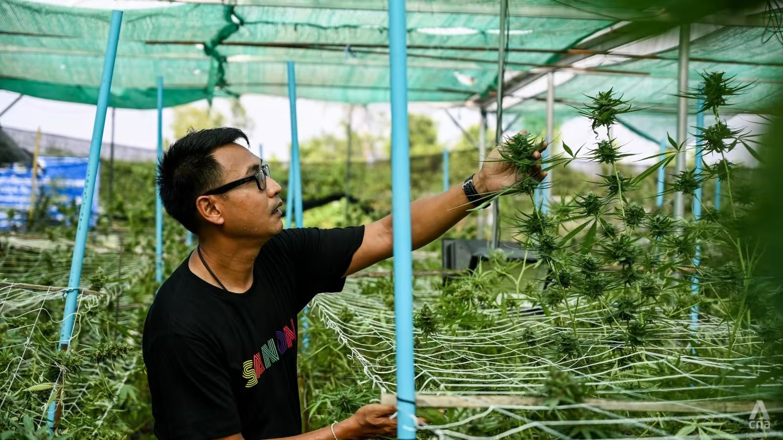 Cannabis Thailand