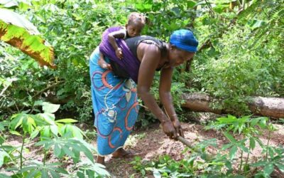 COP28: Sustainable agriculture is antidote to climate change