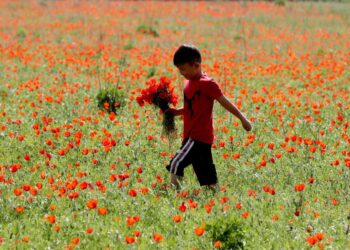 Poppy Day: Remembering the past but hoping for peace in the future