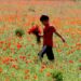 Poppy Day: Remembering the past but hoping for peace in the future