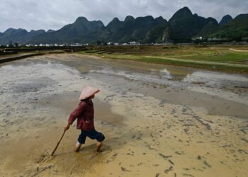 China, Vietnam among most food-self-sufficient nations, study says