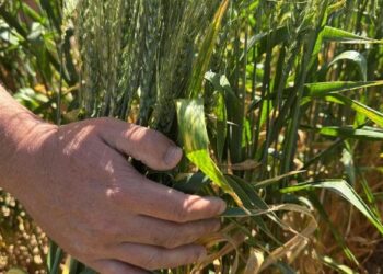 Catholic leaders stress climate action is vital to global peace