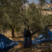 On Mount of Olives where Jesus prayed, monks and nuns keep harvesting olives