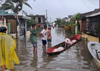 Pope: Honor war victims with ceasefires, genuine commitment for peace