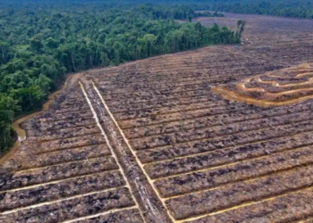 Church, activists oppose palm oil expansion in Indonesia’s Papua