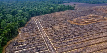 Church, activists oppose palm oil expansion in Indonesia’s Papua