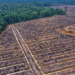 Church, activists oppose palm oil expansion in Indonesia’s Papua