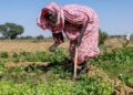 IFAD President: Agriculture can be a tool for peace and hope