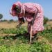 IFAD President: Agriculture can be a tool for peace and hope