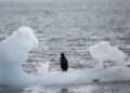 What indigenous communities teach us about climate change